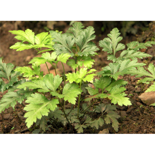 Shizhu "Telson brand" Coptis chinensis