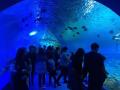 Grande folha de túnel acrílico de aquário para parque de diversões