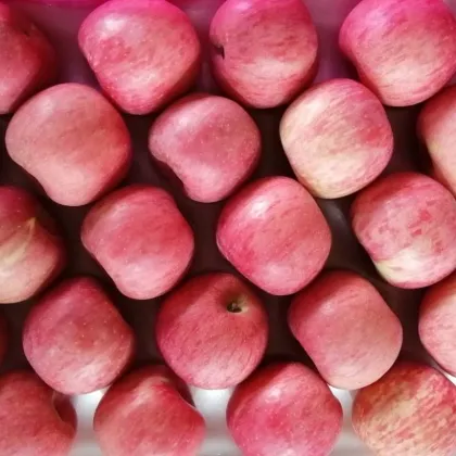 High Sweet Red Fuji Apple