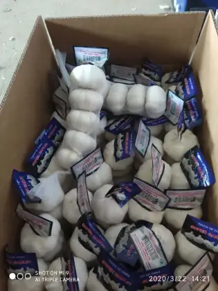 Organic natural garlic without pesticide