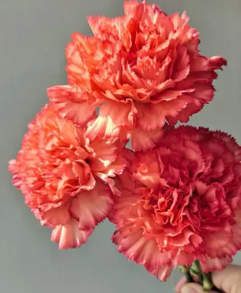 Single headed Carnation flame