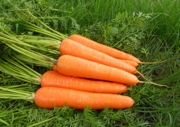 Size L fresh carrot