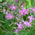 Cholesterol-lowering flavonoids 10:1 Cranesbill Extract