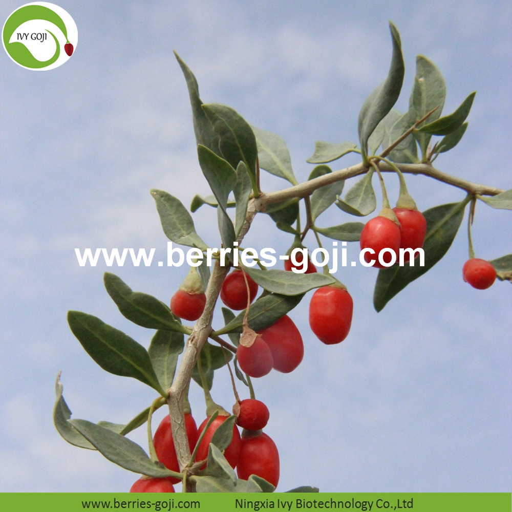 organic goji berry