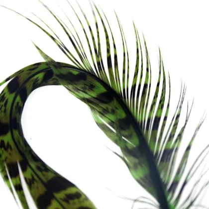 Natural Ring Neck Hen Pheasant Tail Feathers for Fly Tying Nymphs and Wet Fly Wings