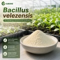 مسحوق بروبيوتيك Bacillus velezensis