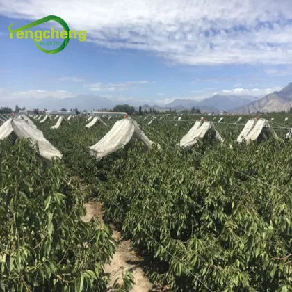 Orchard cover rains proof transparent pe woven film