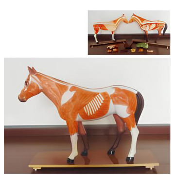 Modelo anatômico de cavalo