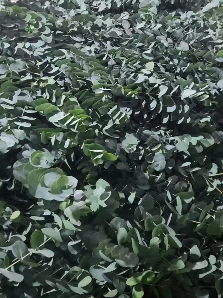 Eucalyptus cinerea