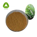 Solomonseal Rhizomextrakt Pulver 10: 1