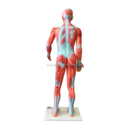 Muscle Model Educational Equipment & Anatomical Biological Instrument
