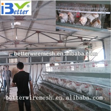 BETTER FACTORY chicken egg layer cages for Kenya poultry farm
