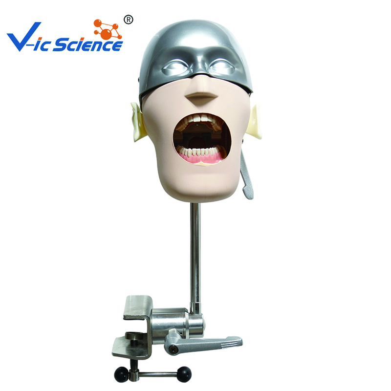 Dental Phantom Head Model