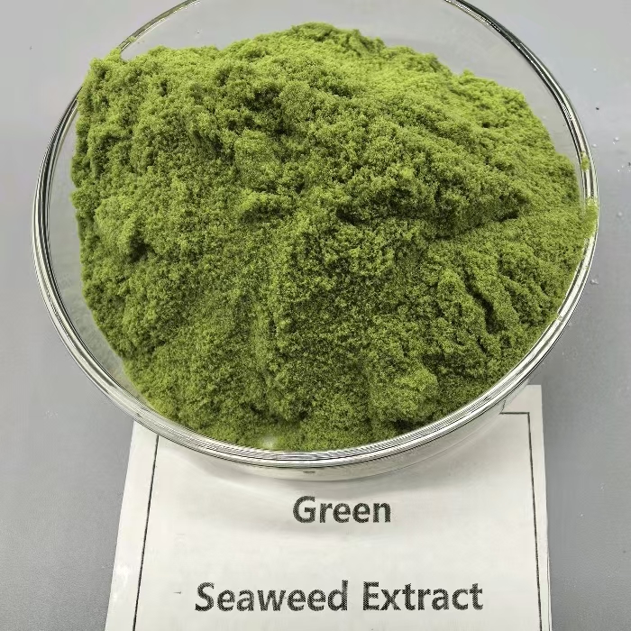 Green seaweed extract - Chlorophyta extract plant growth