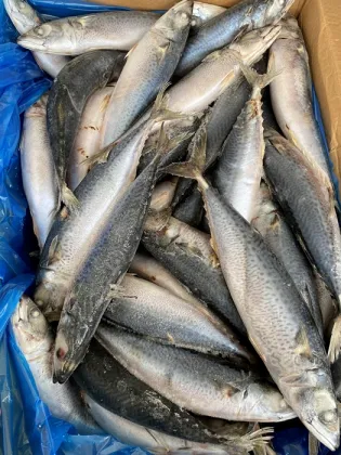 New Season Frozen 100-200 Pacific Mackerel Low Price