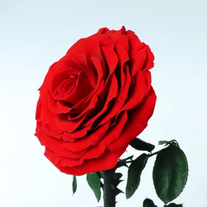 The Big Prince Cheap Preserved Rose Forever Rose in Glass Dome