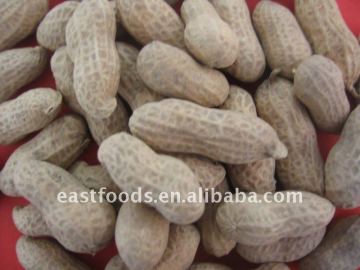 2013 raw crop peanut inshell with good quality