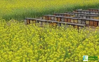 natural and pure ELA HONEY