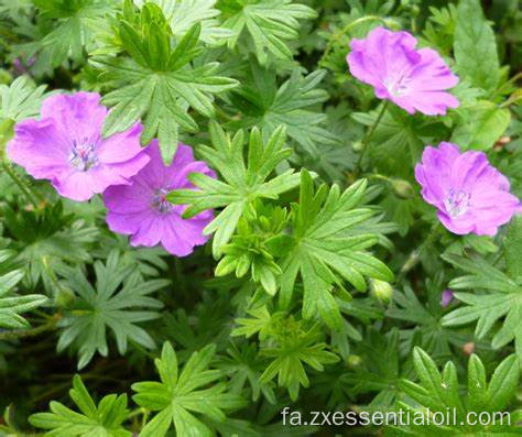 تأمین کارخانه اسانس Geranium جدید برای آروماتراپی