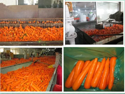 2014 Fresh Carrot (S, M, L)