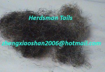 curled horse hair / horse tails / mane hairs / tails / horse tail hairs / horse hairs
