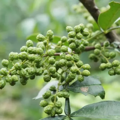 China Supplier Bulk Food Seasoning Spicy Flavor Green Si Chuan Peppercorn