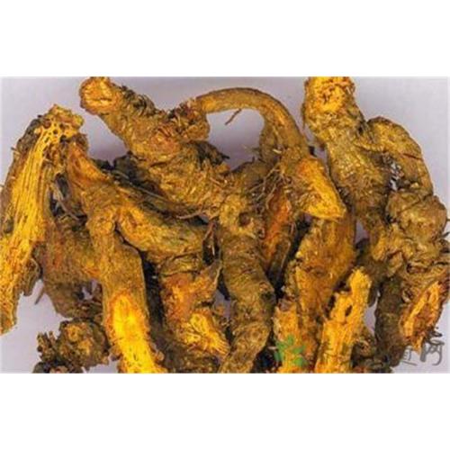 Traditional Chinese medicine herbs Coptis
