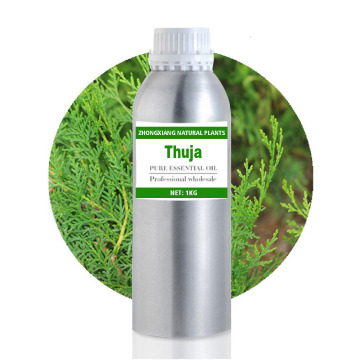 Huile essentielle de thuya oriental arborvitae d&#39;approvisionnement d&#39;usine