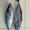 سمك التونة المتجمد مع حجم 200-300G 300-500G