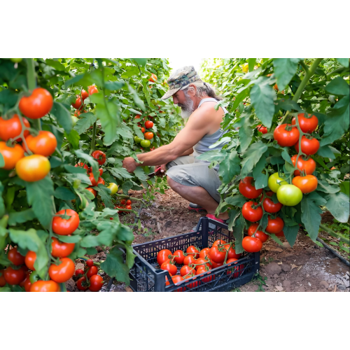 Natural Soil Conditioner for Sustainable Agriculture