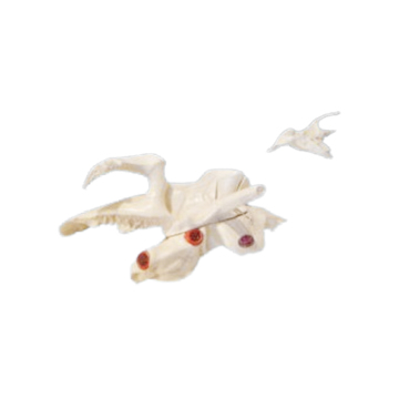 Temporal Bone ZM1016 Natural Size Model