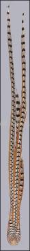 Reeve's Pheasant Tail #327