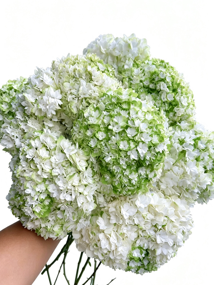 Princess Anne's Double Hydrangea