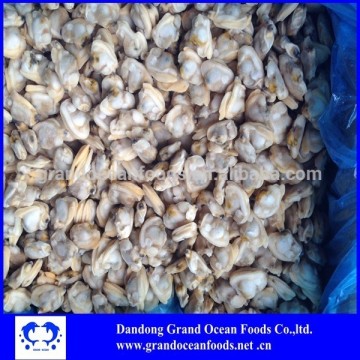Frozen Ruditapes Philippinarum clam meat