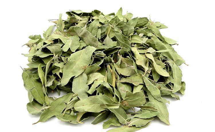 Apocynum Venetum leaf