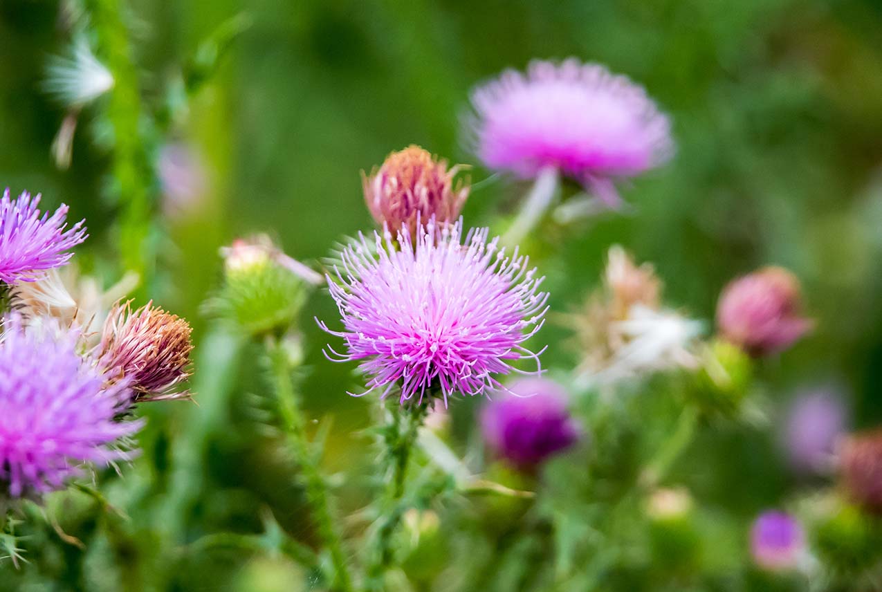 milk thistle