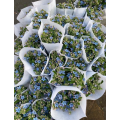 Oxypetalum Caeruleum لترتيبات الزفاف