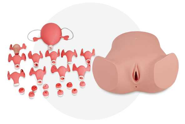 Comprehensive Gynecological Examination Model