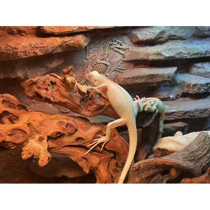 Painel de cenário de camadas de rocha de gabinete de répteis