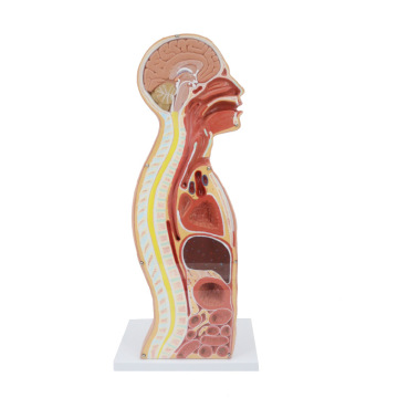 DARHMMY Natural Large Nasogastric Intubation Anatomical Model