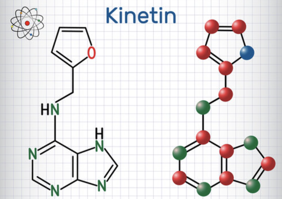 Kinetin for Plant Tissue Culture