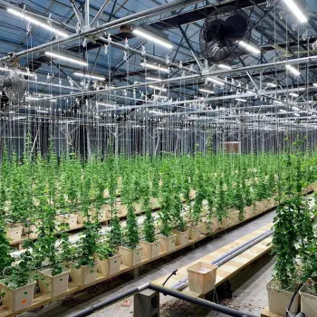 Direct Supply 350W 500W Waterproof Full Spectrum Plant Lighting LED Grow Lights