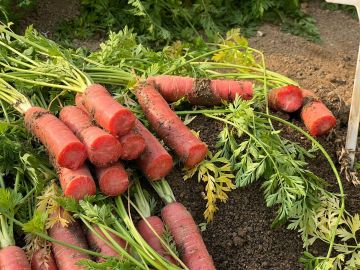 Baby Food Grade Red Core Carrot