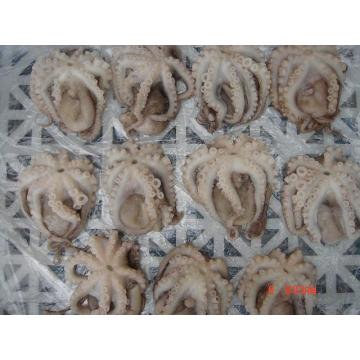 Čerstvě zmrazená květinová chobotnice