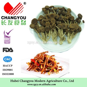 Pollution-Free dried tea flower mushroom producer
