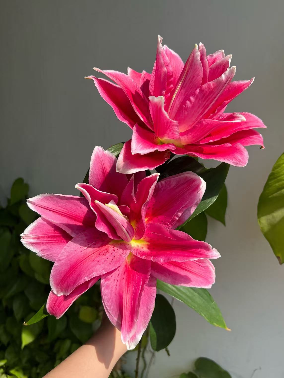 Manosca Double Lily1