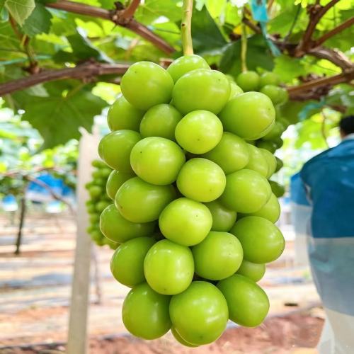 بريميوم شاين مسقط عنب طازج