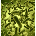 Surovina Bifidobacterium bifidum v potravinářské třídě