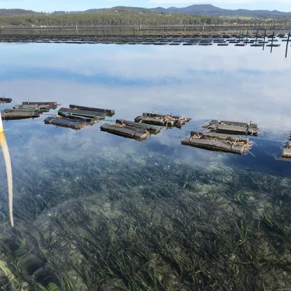 Oyster culture equipment Professional oyster farming bag