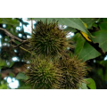 Antioxidant Improve Vision Liquidambaris Fructus Extract